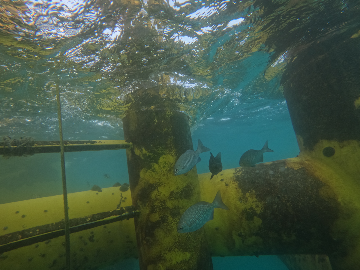 離岸一期風機水下基礎發揮「人工魚礁」功能，促進海域生態多樣性發展。