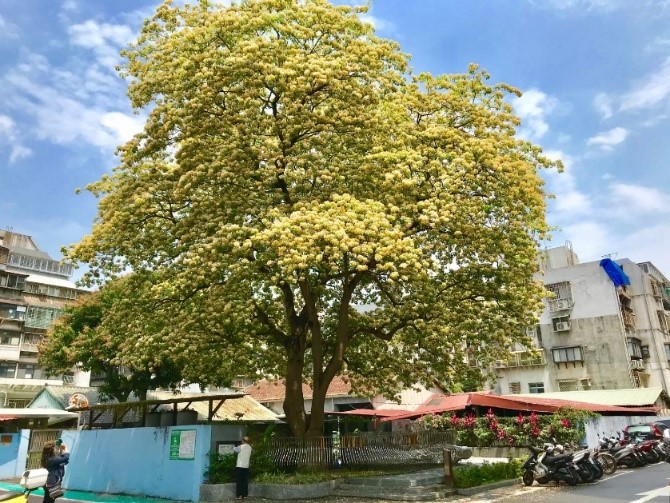 The only one preserved Spider Tree in Taipei-Taipower won the first  'Tree Preservation Award' granted by Taipei City by protecting trees