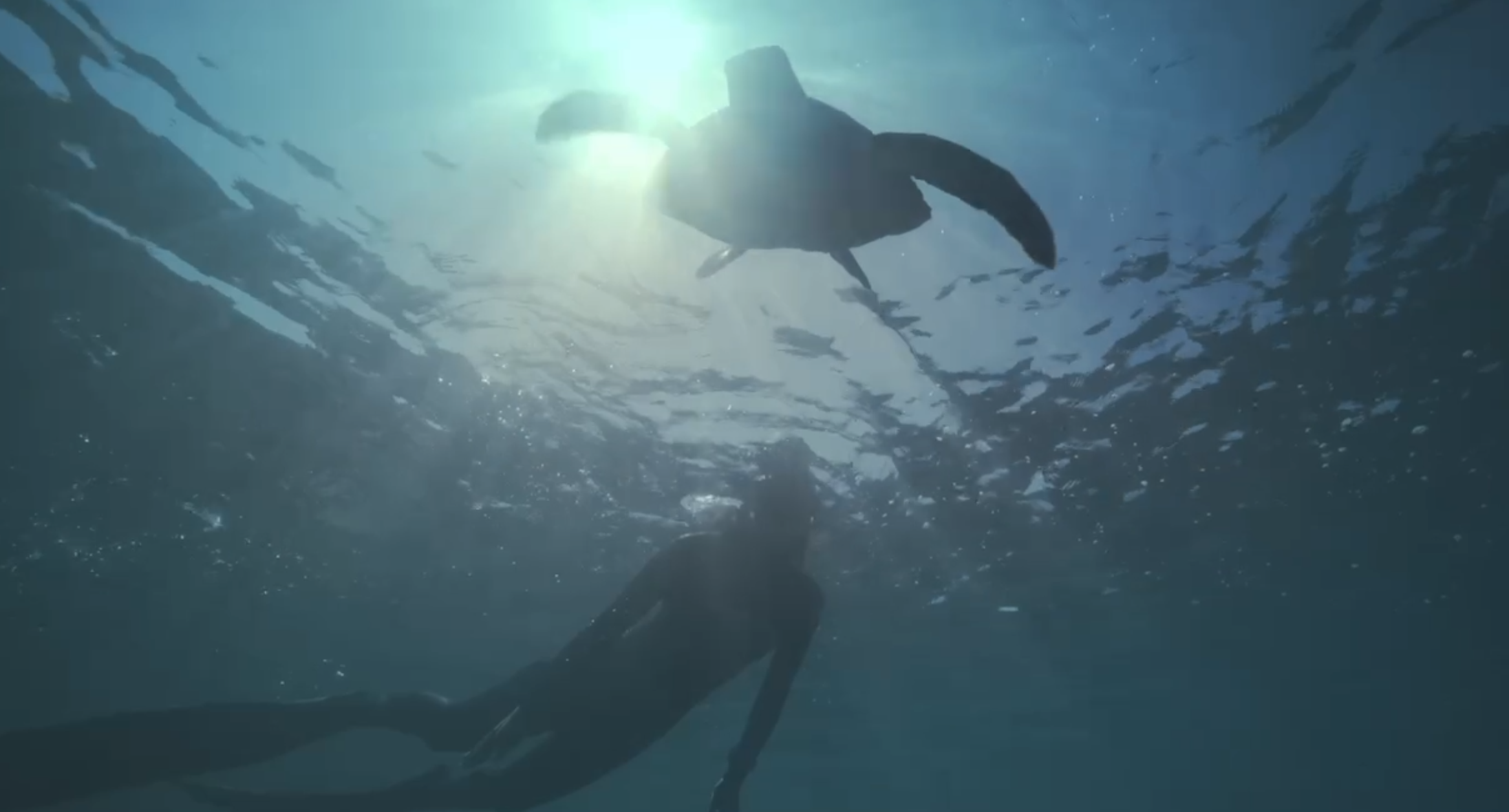 圖說:台電8月21日委託潛水團隊於核三排水口進行水下攝影,仍有觀察到海龜等海洋生物。