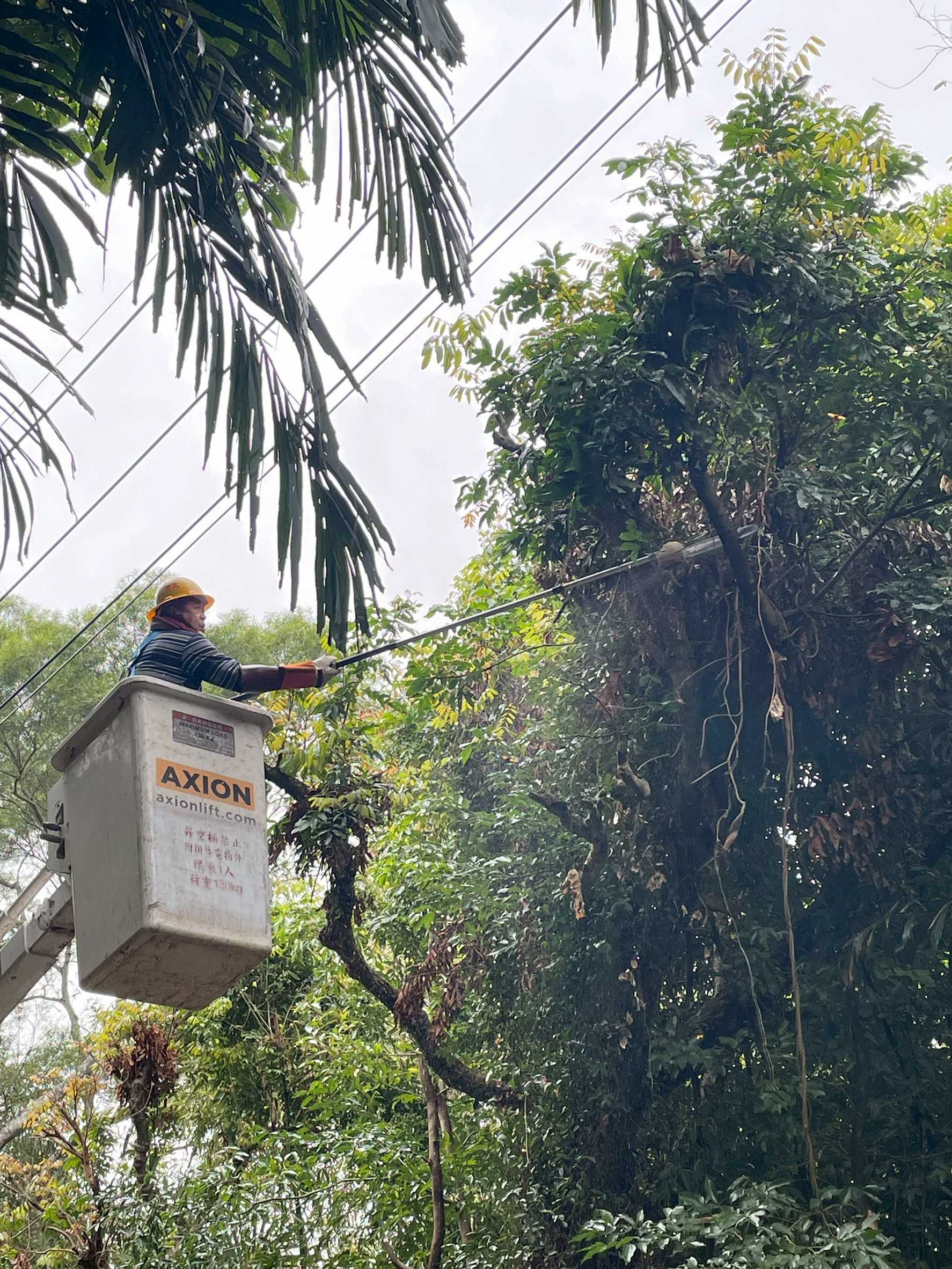 Taipower launched the Jingzhe Stable Supply program today, initiating comprehensive line protection. Pictured: Tree-trimming can prevent external elements from touching the lines and causing power outages.